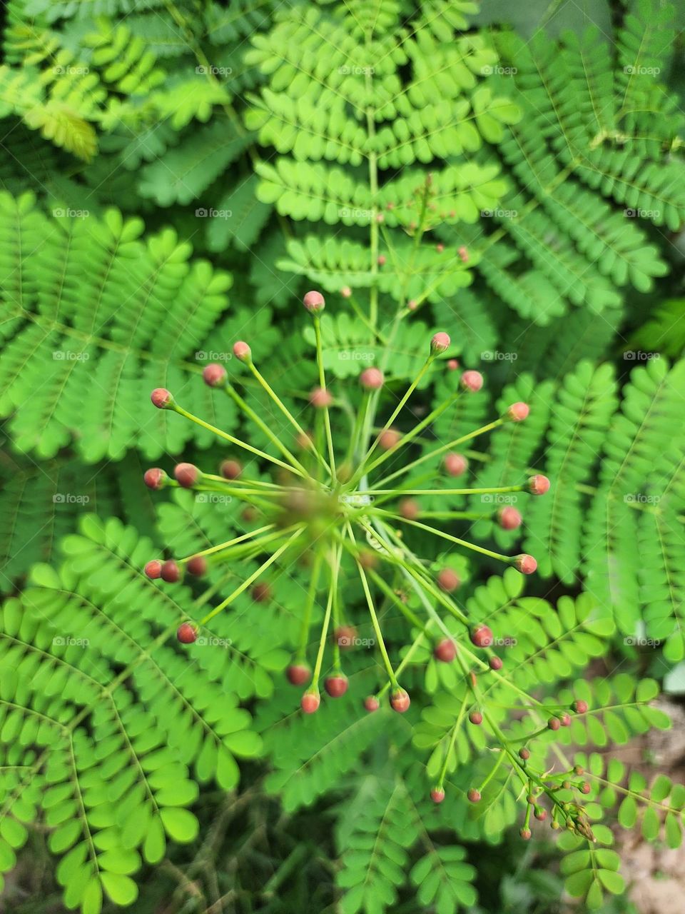 circle of green red dots
