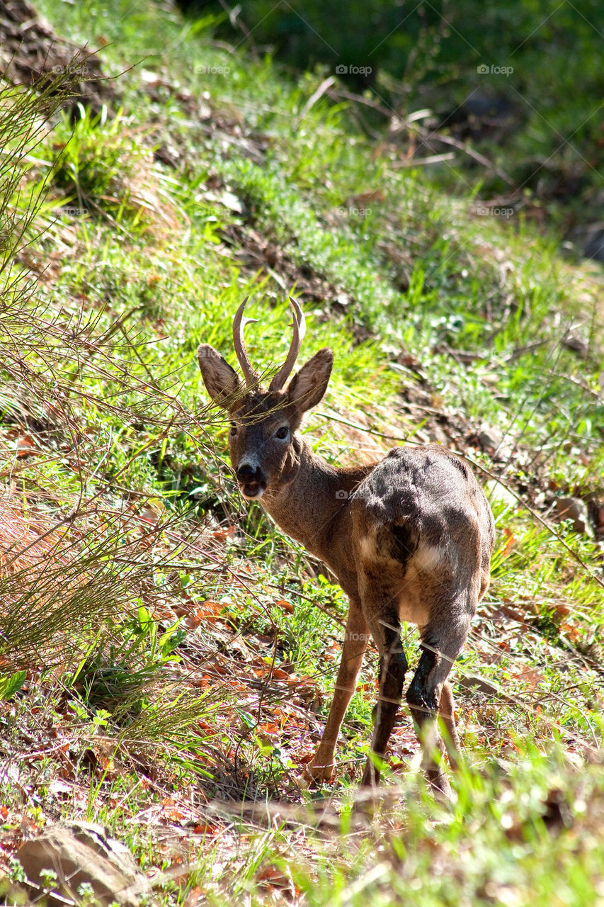 Deer, Nature, Wildlife, Wood, Mammal