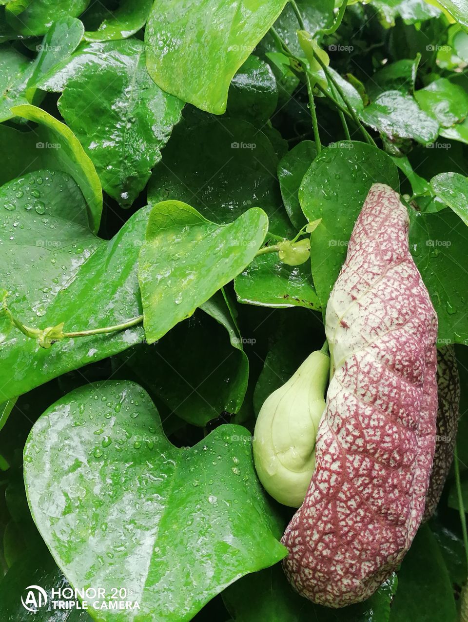 Kirkazon, or Aristolochia - a genus of perennial grasses and woody vines of the Kirkazonov family