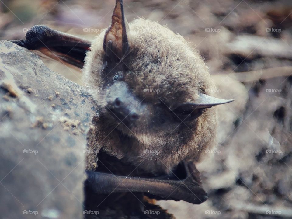 Nathusius's pipistrelle, Animal