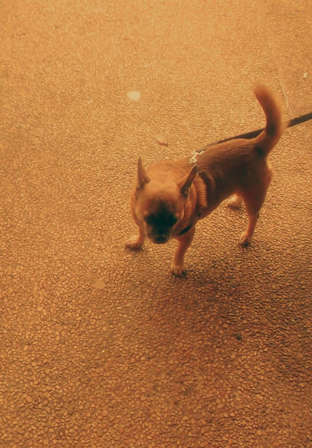 Small furry funny domestic dog outdoors
