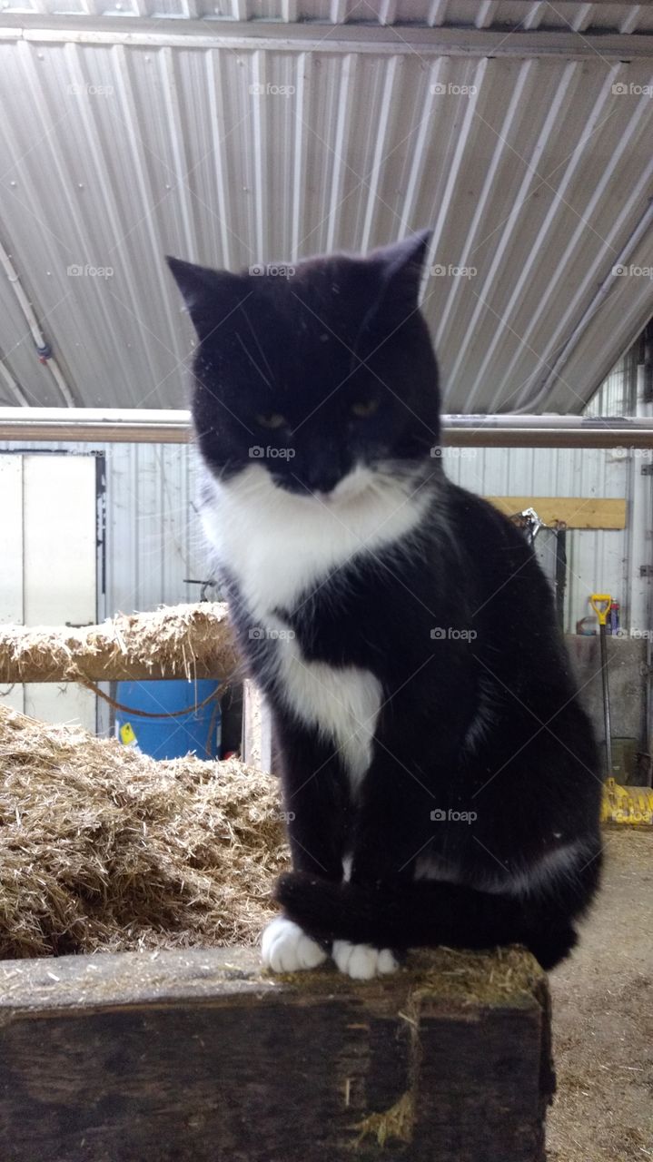 Mammal, Cat, Animal, Pet, Cute