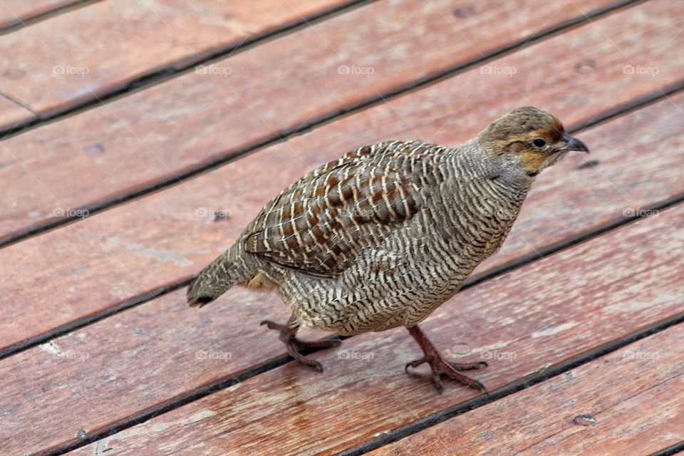 Sunning on deck Hyatt Dubai 