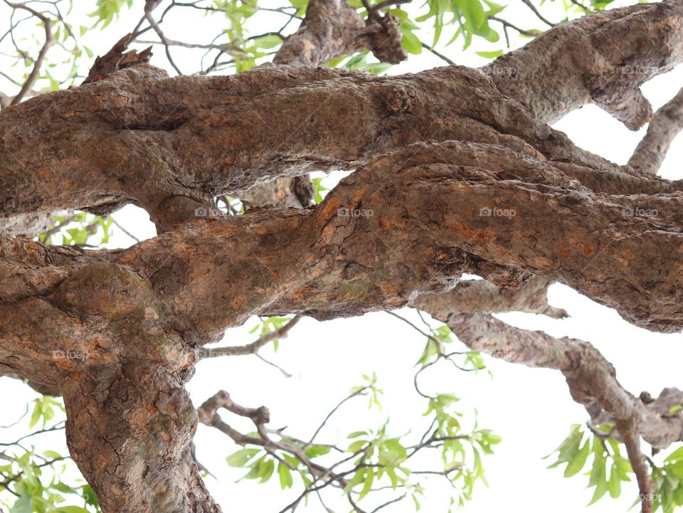 Tree, Wood, Nature, Trunk, Leaf