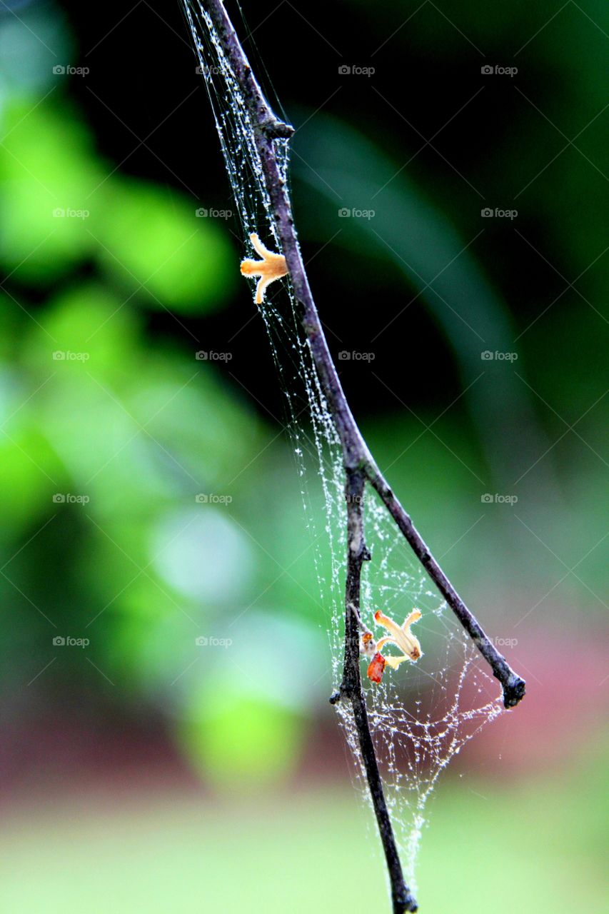 web encased branch with petals.