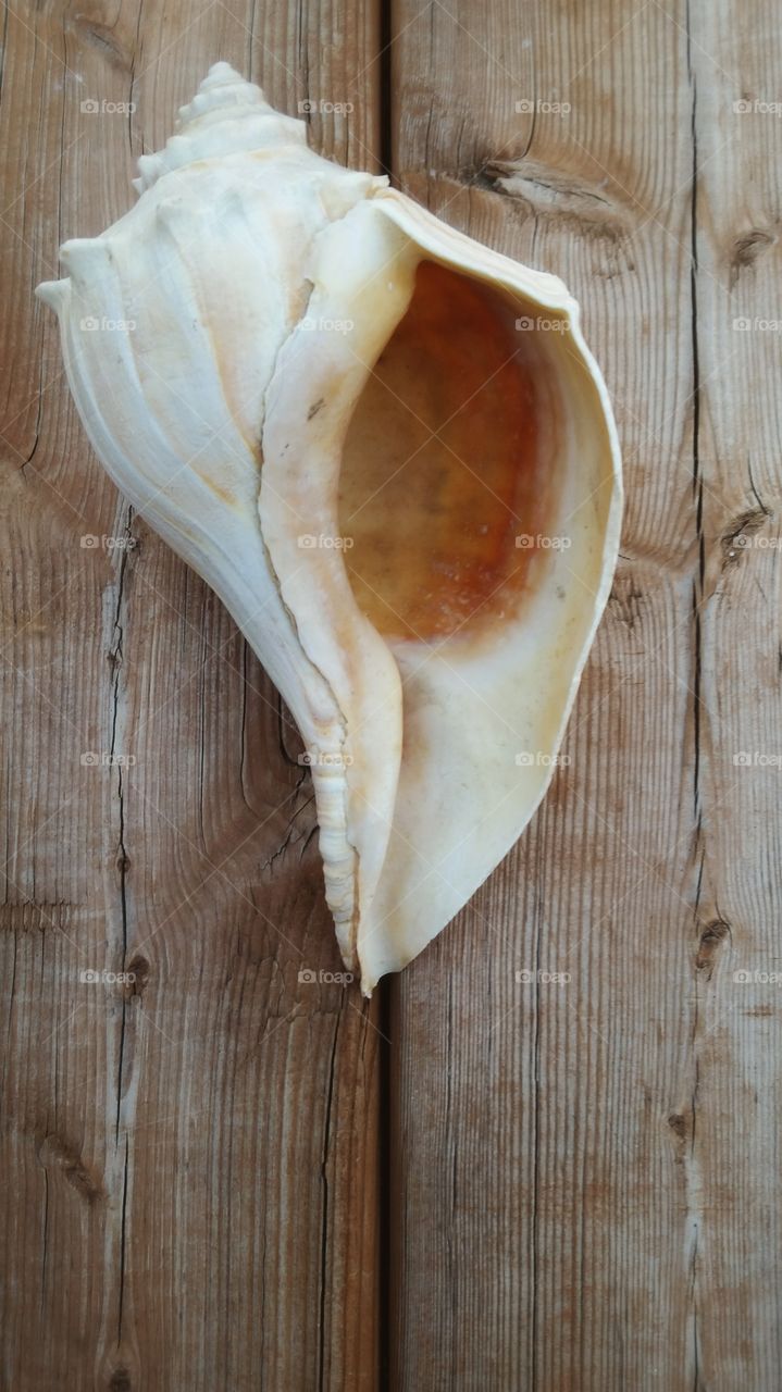 Conch shell on a weathered board.