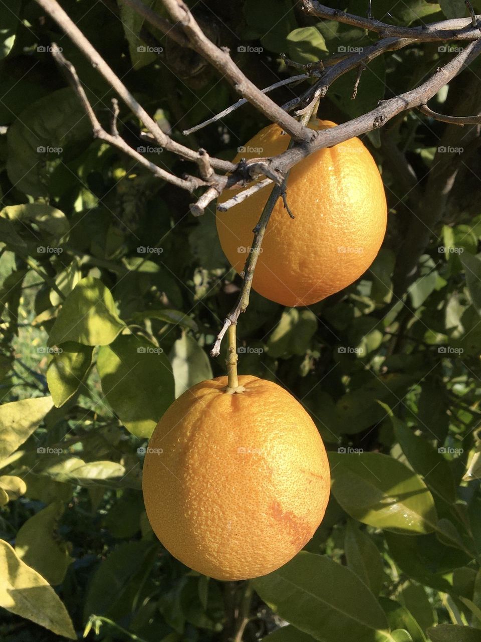 Ripe oranges ready to be picked up on tree