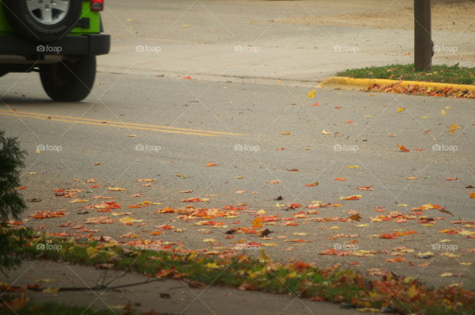 Fall Litter