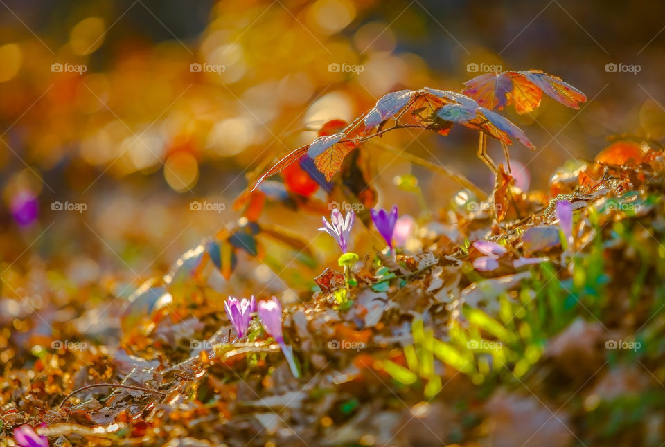 Beautiful spring flowers