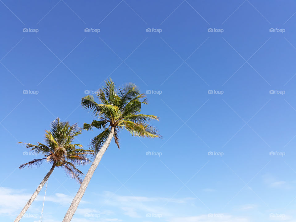 coconut tree