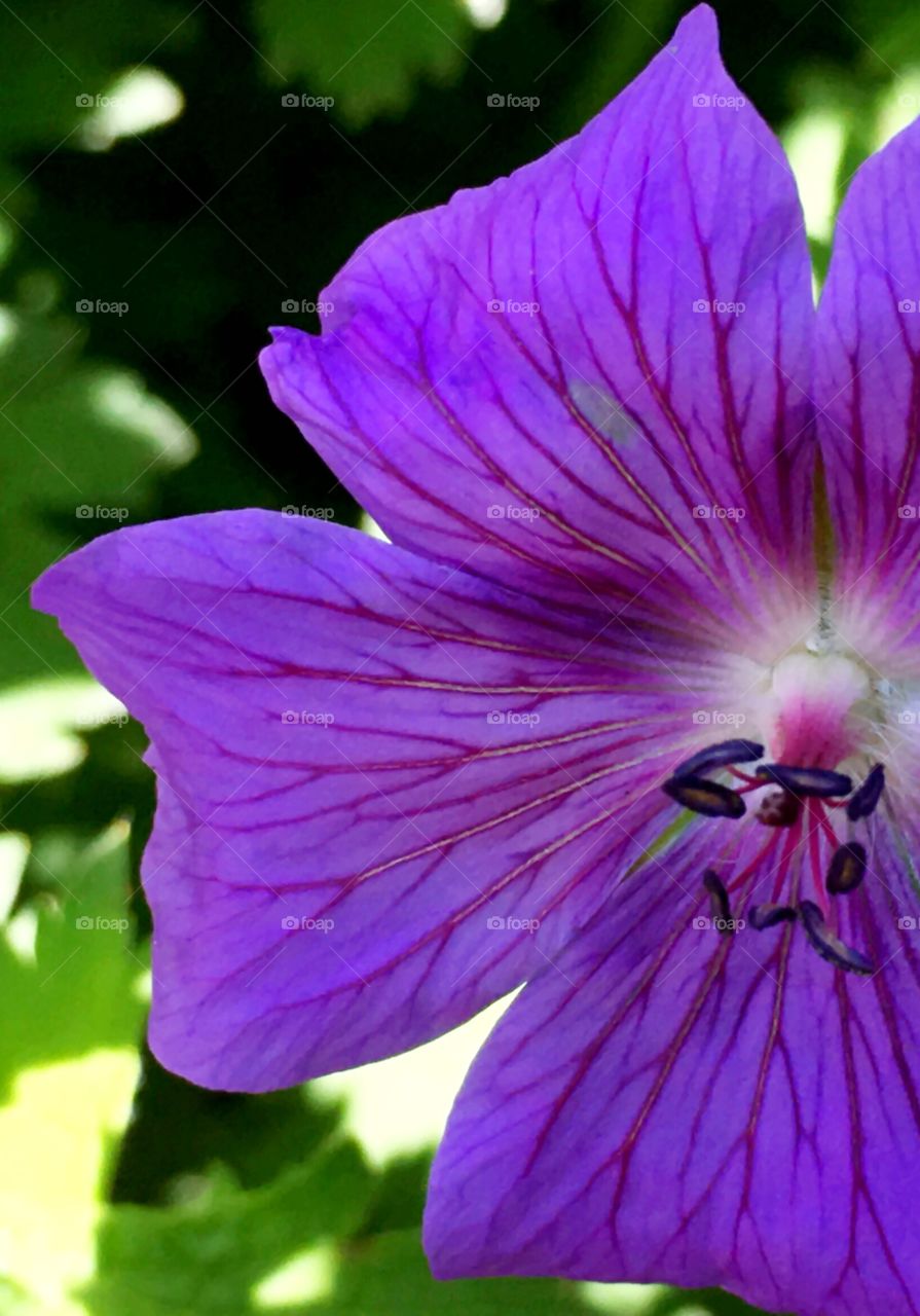 Lots of texture in a purple flower's petals