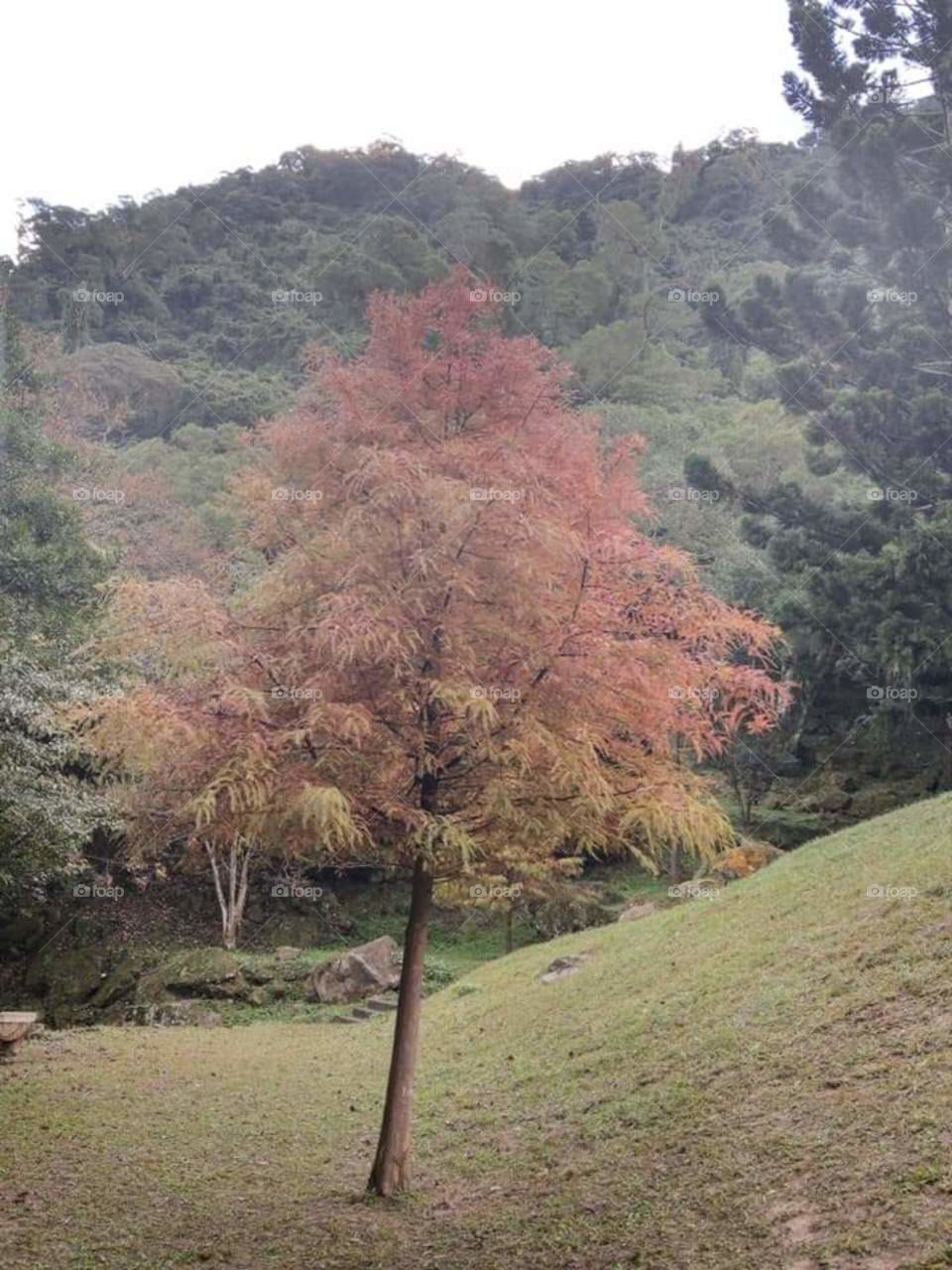 tree