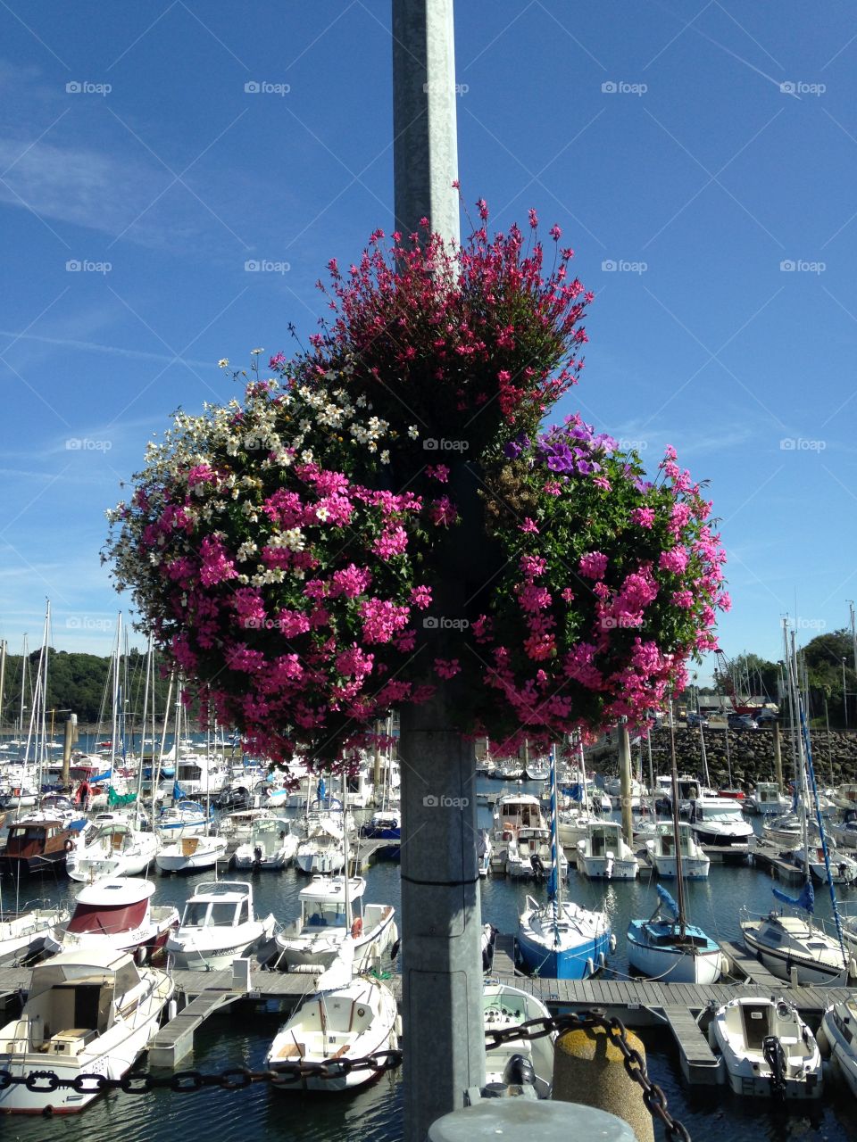 Flowers at the Marina