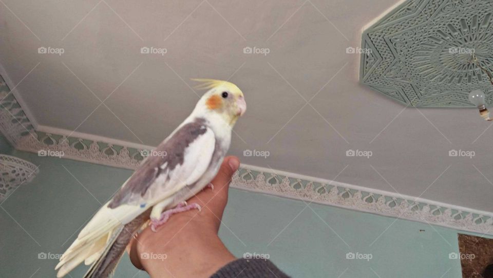 Beautiful parrot on hand.