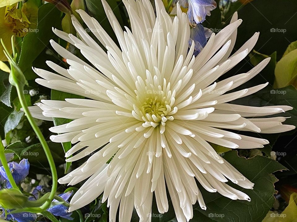 White Spring flower