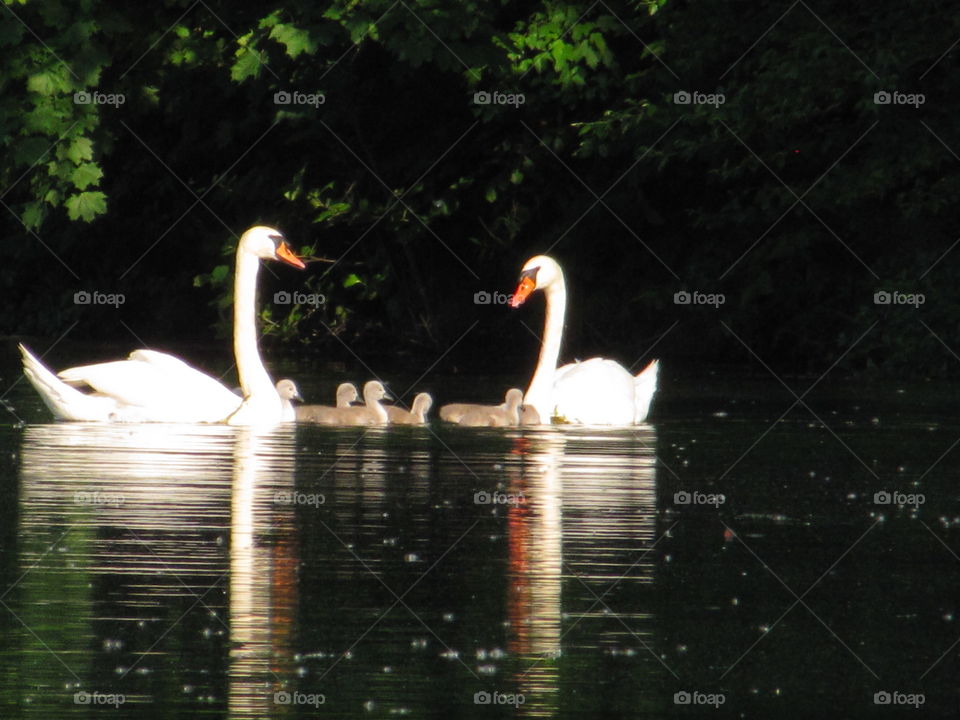 Swan family in Pompton Plains
