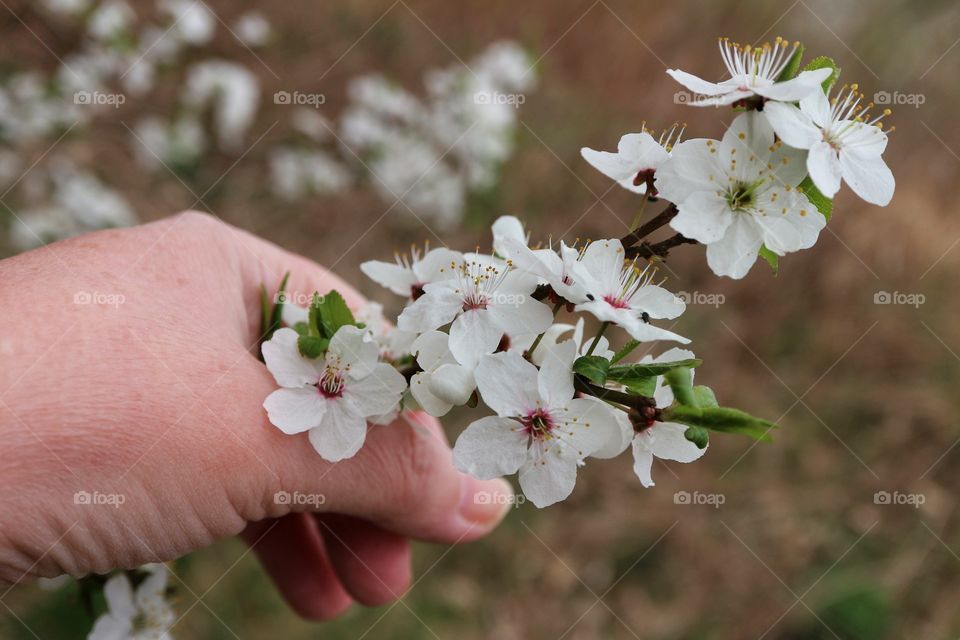 Apple blossoms