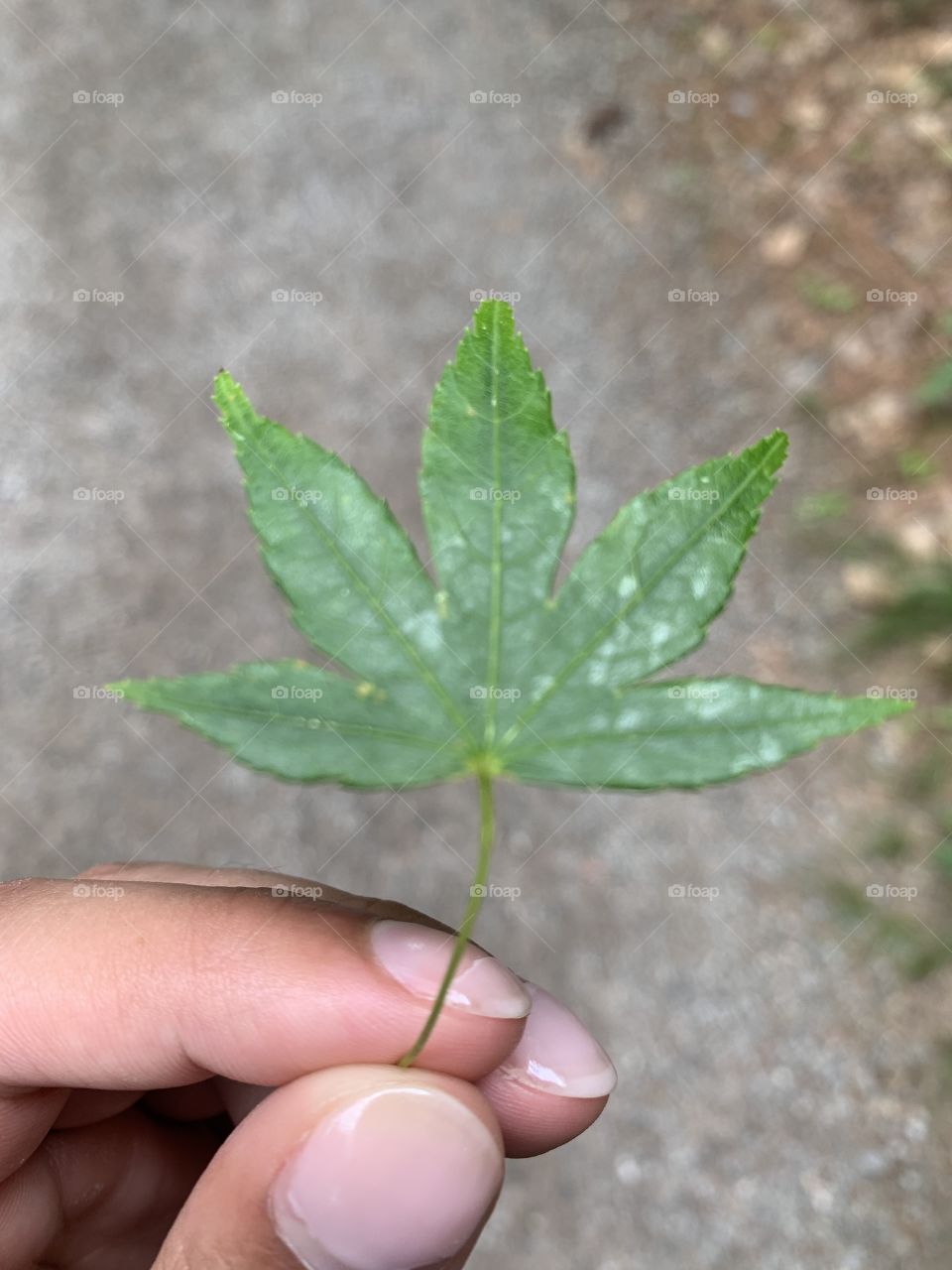 Aesthetic leaf found in the mountains of North Carolina