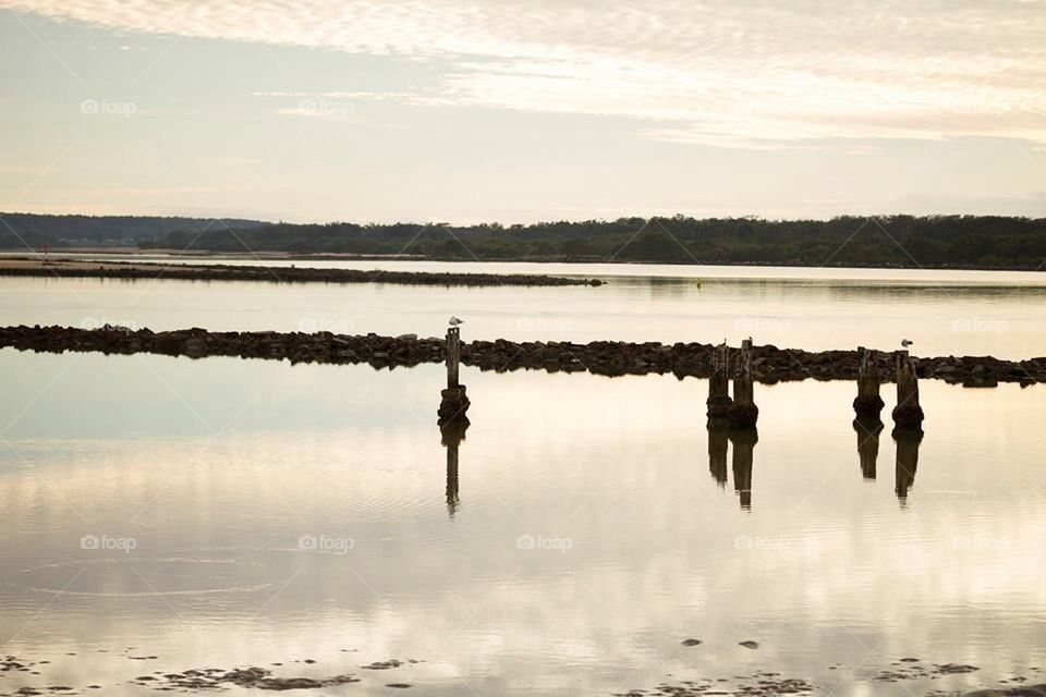 Seagulls at Sunrise