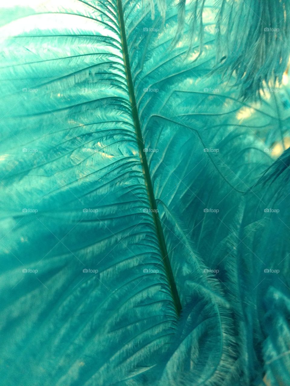 Feathers