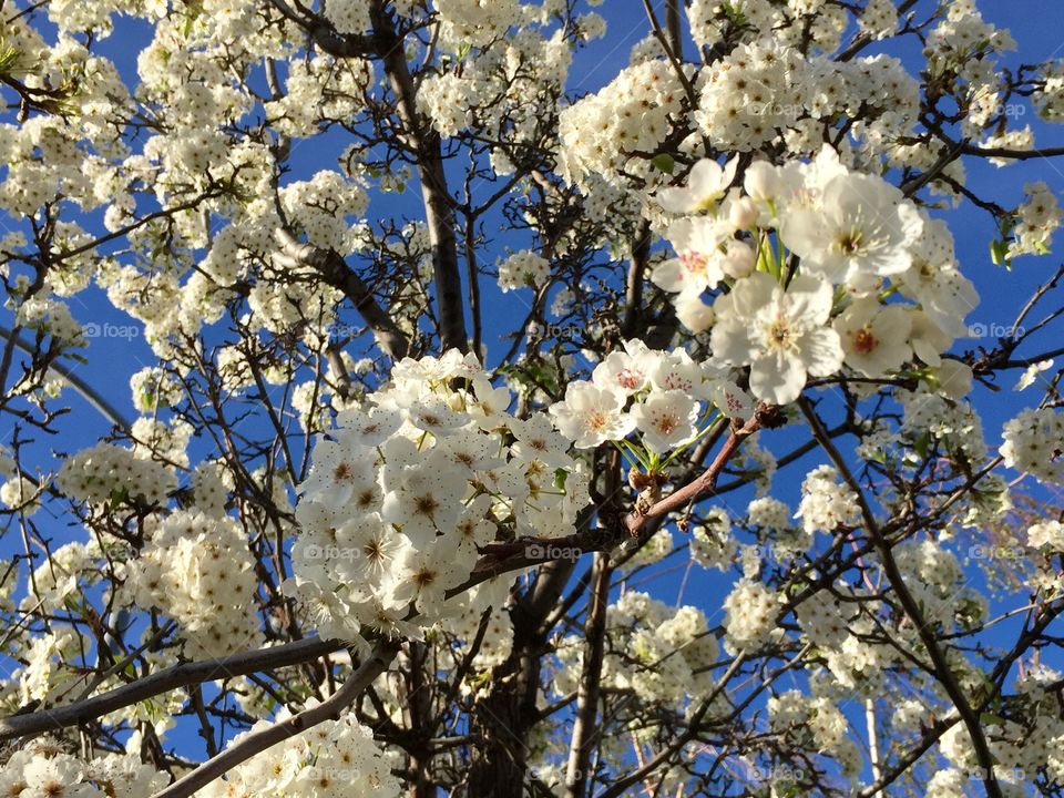 Spring blooming 