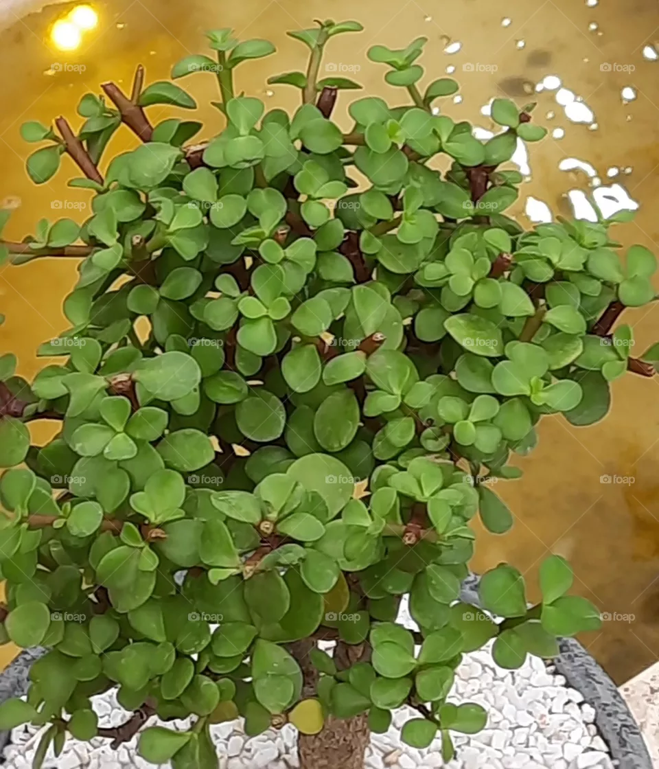 nature