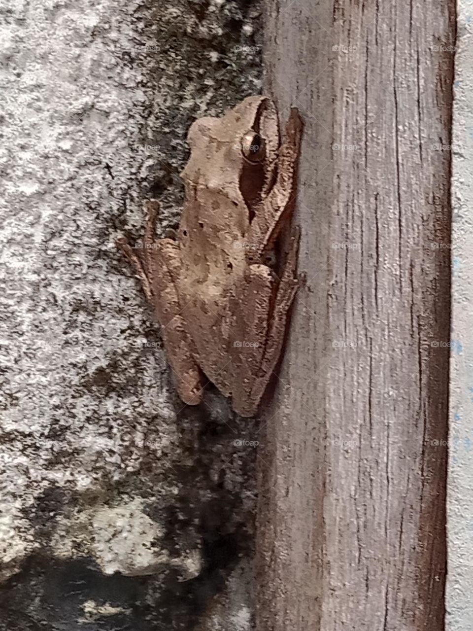 frog on the door