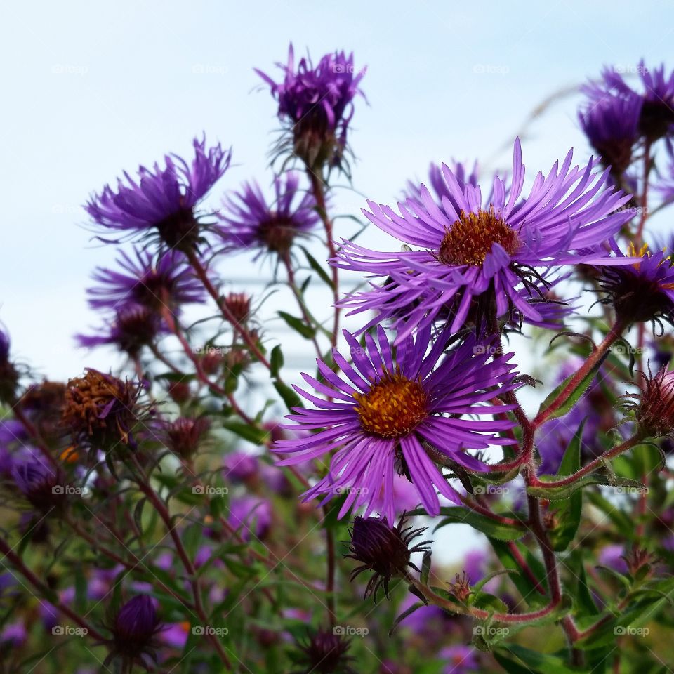 Autumn Blossoms