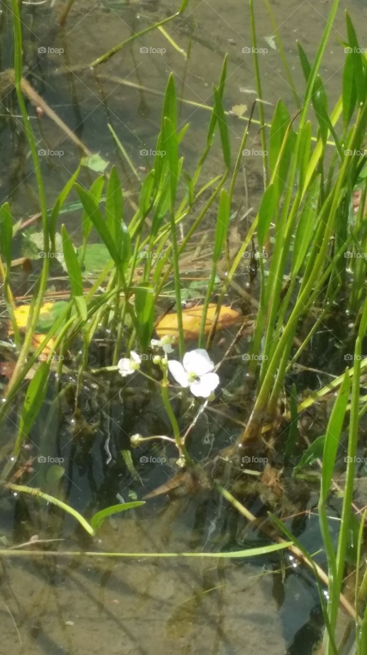 pond flower
