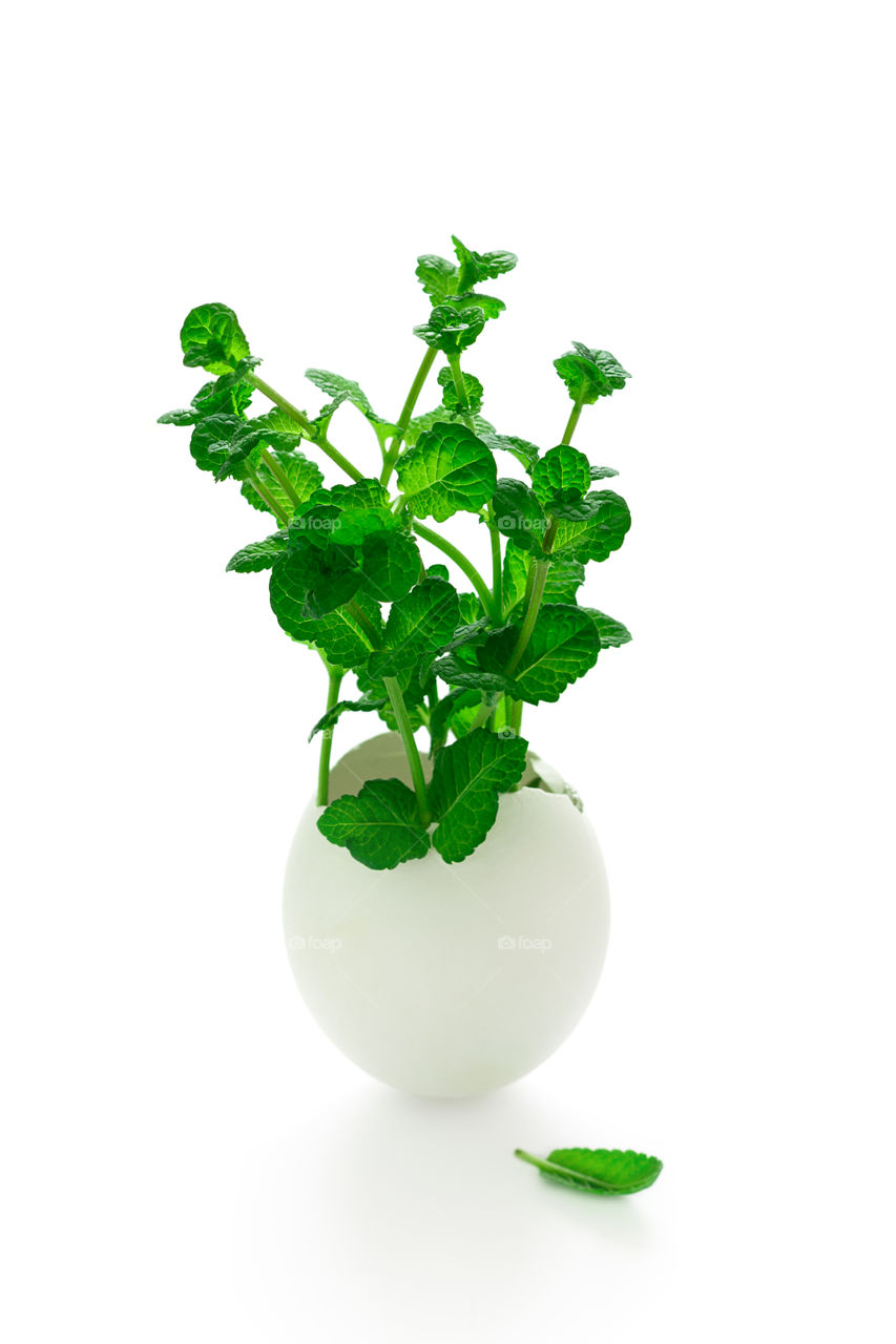 Mint plant in a egg