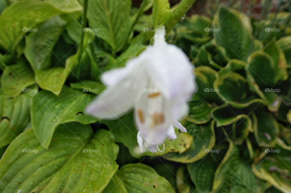 Hosta Bloom. Petals After Rain