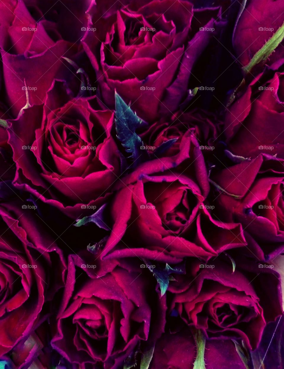 nature of rose backgrounds