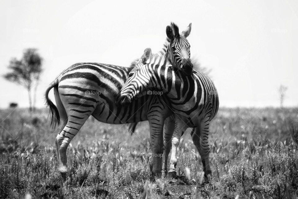 Zebras. some friendly time.