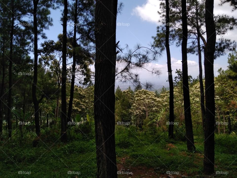 Pinus jungle. Wanna visit here?
