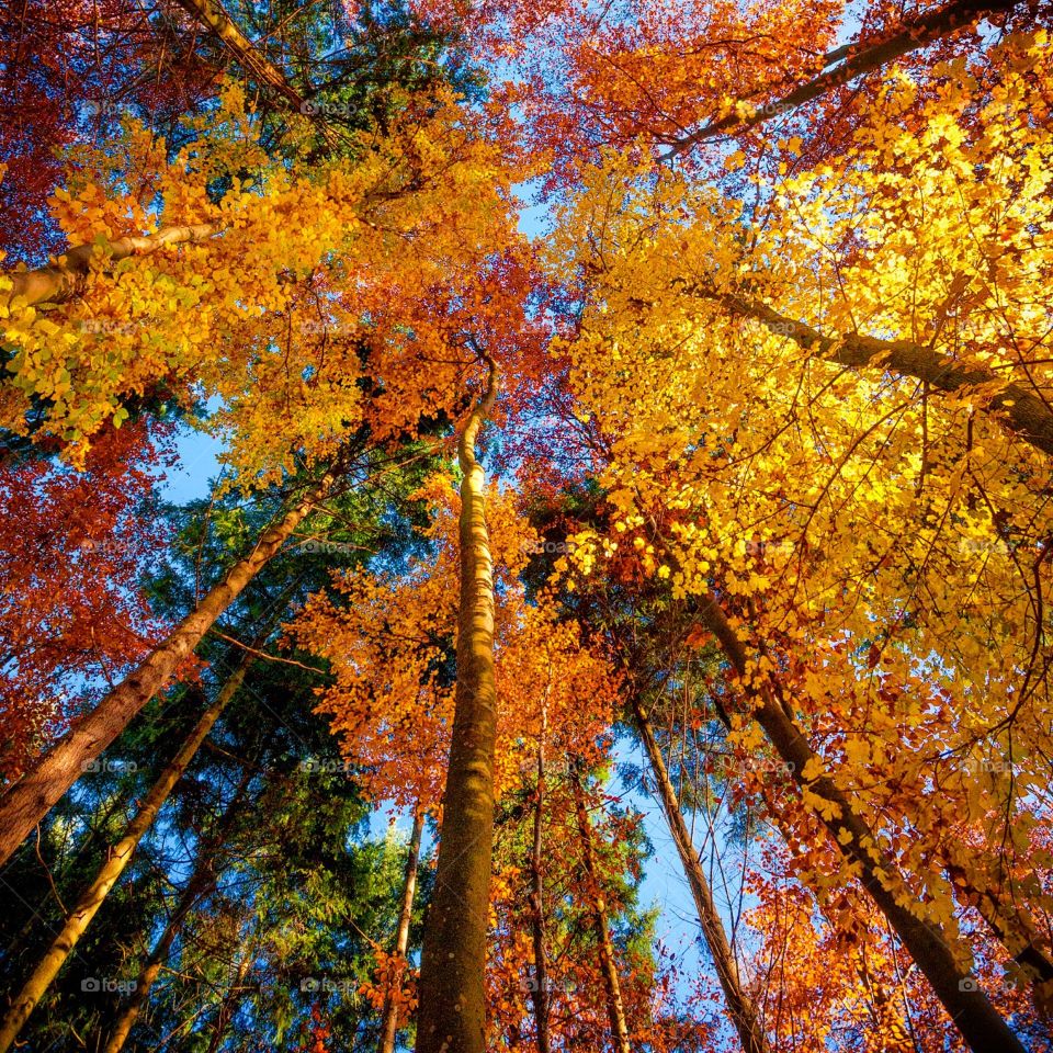 forest perspective 