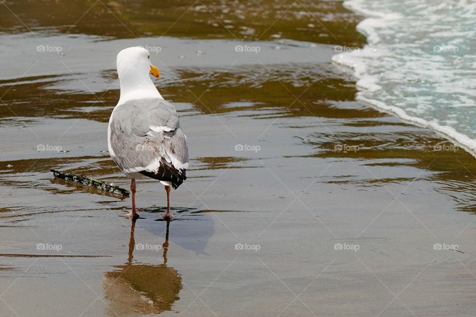 Seagull taking a walk on Aquatic Park, Beach, San Francisco 