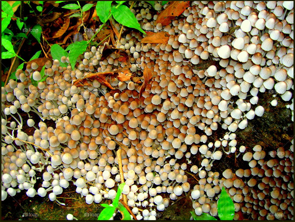 Group mushrooms