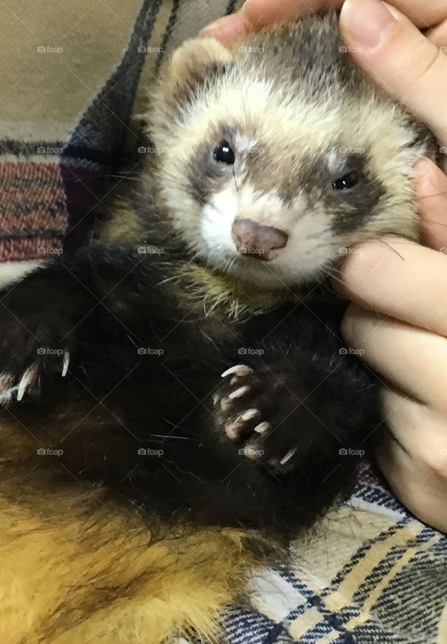 Cuddle a sweet ferret 