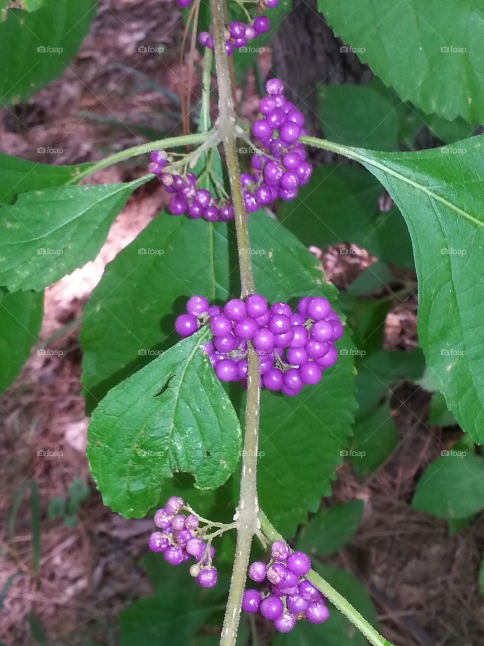 wild berries
