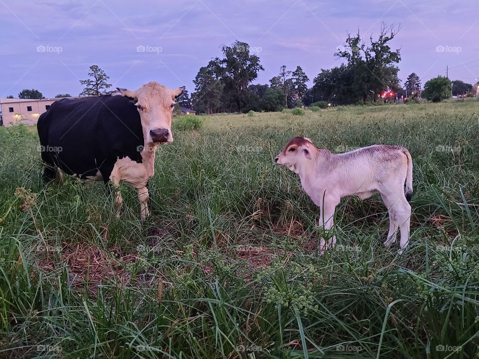 Big Mama and Sprinkles