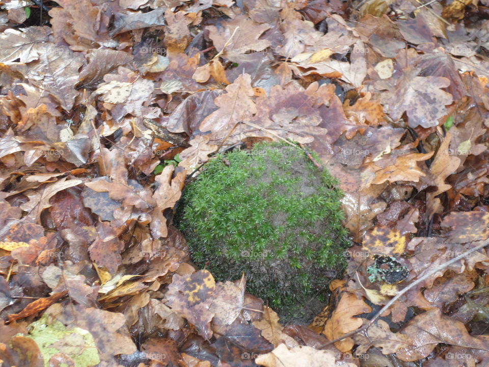 Fall, Leaf, Nature, Environment, Desktop