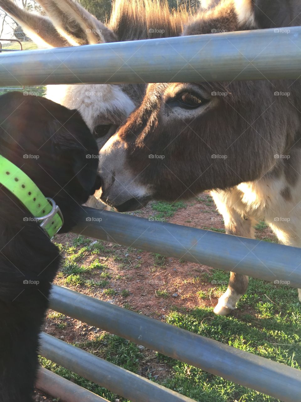 Labrador and donkey