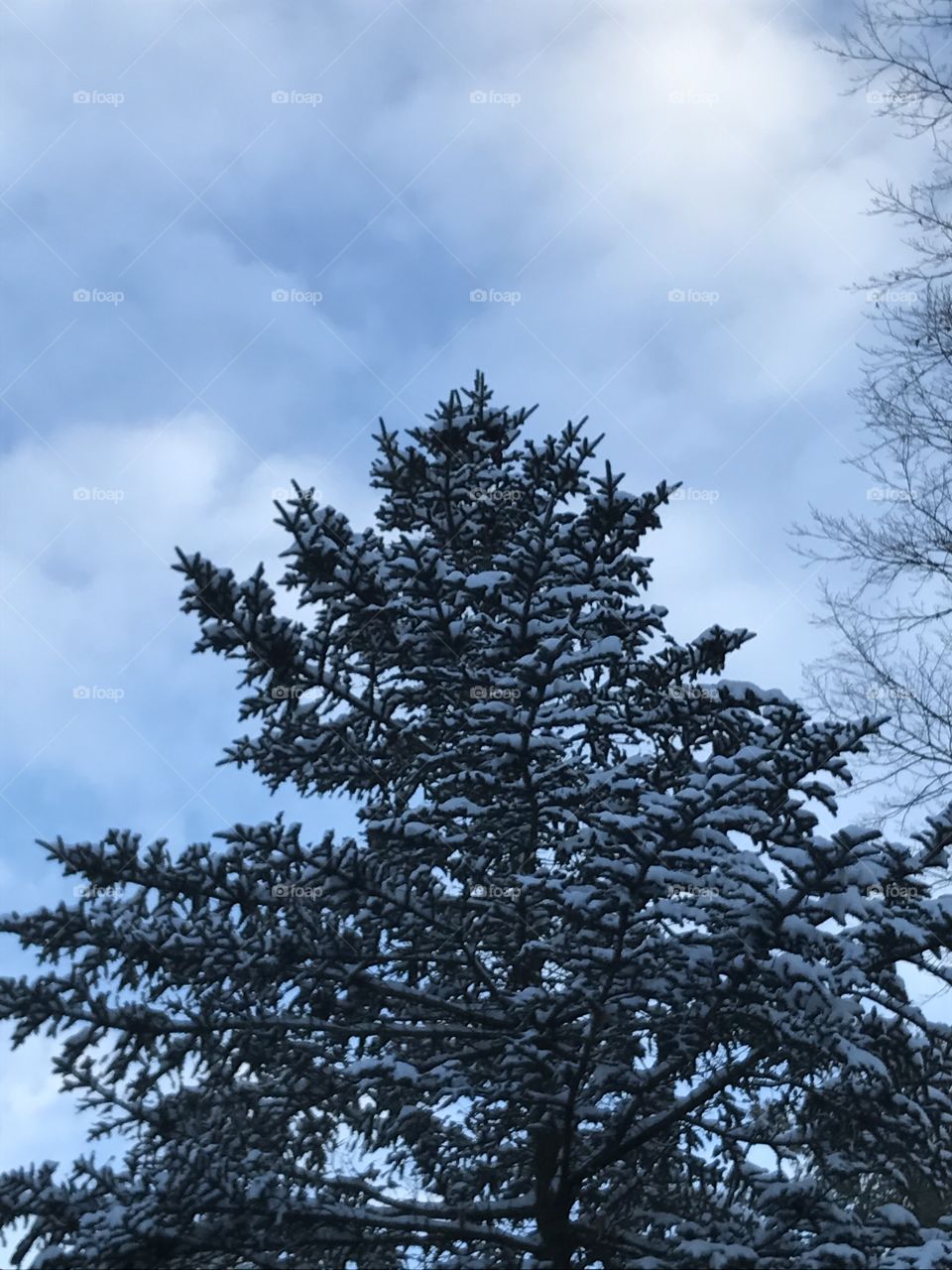 A pine tree after a snowstorm.
