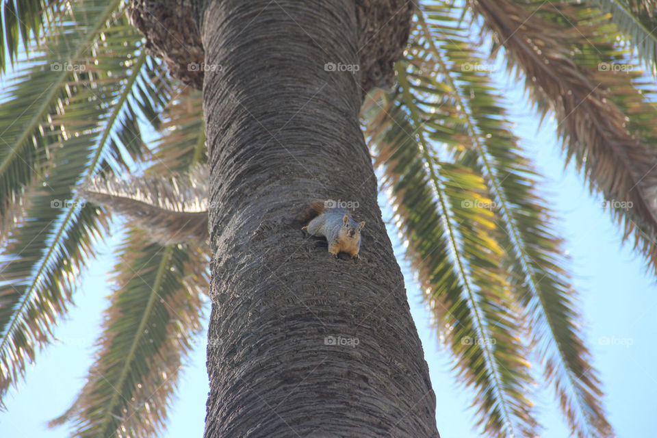 tree palm animal mammals by chrisn