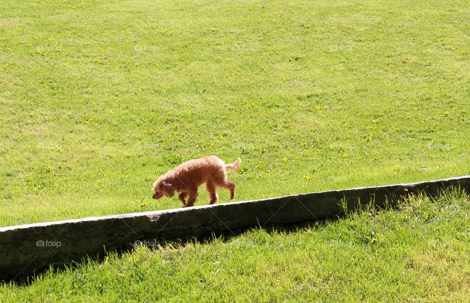 lonely dog wondering around