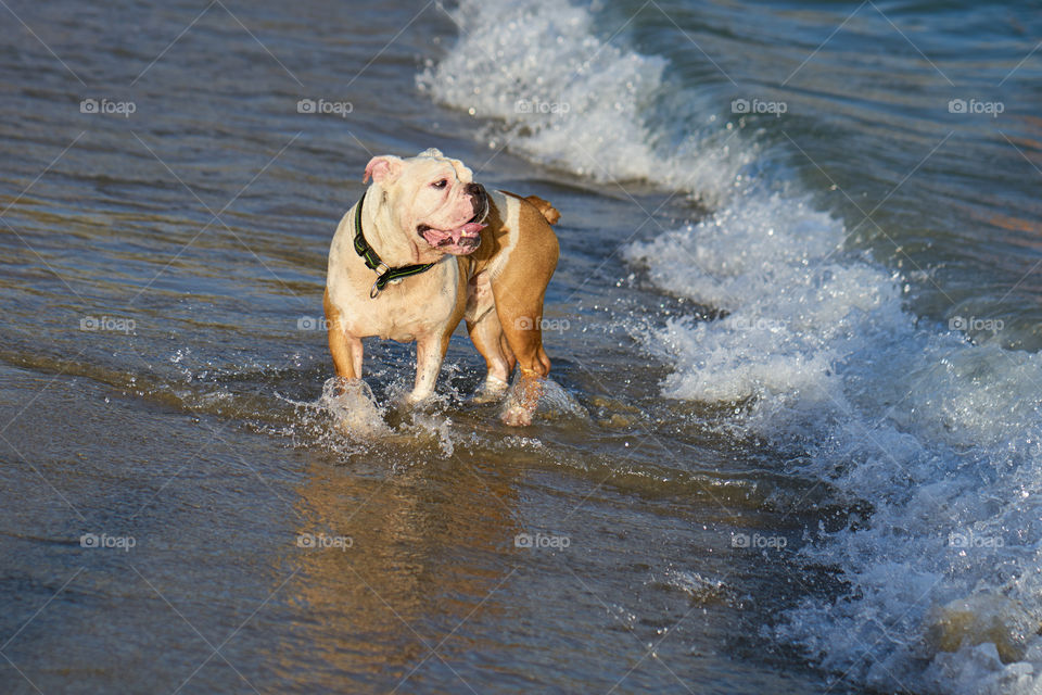 Bulldog bañandose en el mar