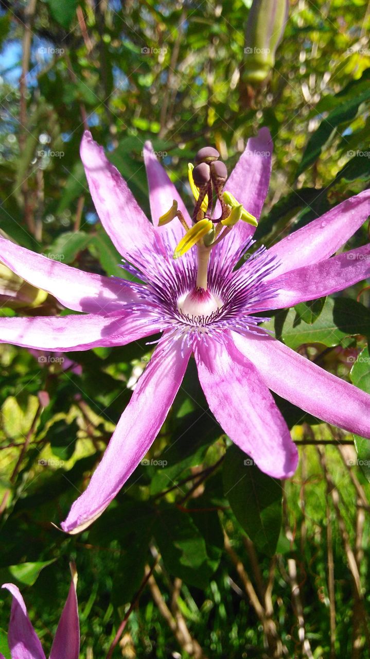 Passionflower Closeup