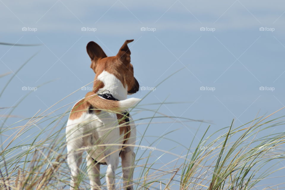 Dog staring at the sea