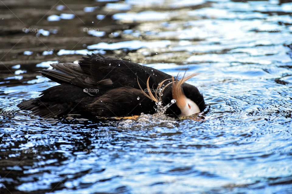 A puffin splashes while bathing himself in the water of a lake in Alaska. 