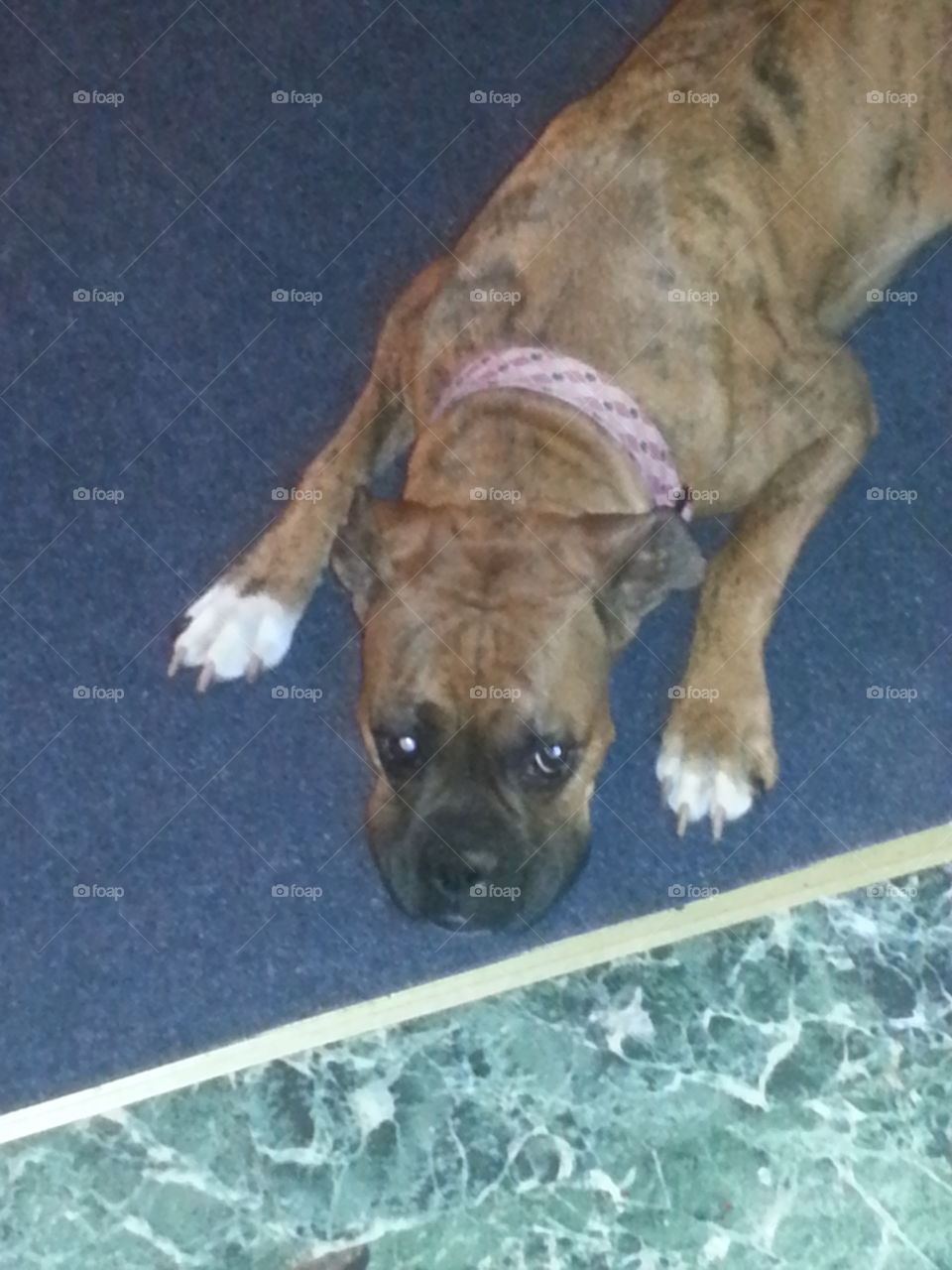 lexi. she was pouting for some chicken I was cooking